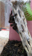 Load image into Gallery viewer, Martinique Pink Toe Tarantula
