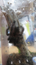 Load image into Gallery viewer, Martinique Pink Toe Tarantula
