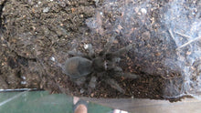 Load image into Gallery viewer, Brazilian Black tarantula Female
