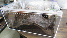 Load image into Gallery viewer, Brazilian Black tarantula Female
