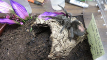 Load image into Gallery viewer, Brazilian Black tarantula Female
