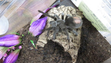 Load image into Gallery viewer, Brazilian Black tarantula Female
