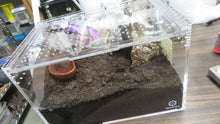 Load image into Gallery viewer, Brazilian Black tarantula Female
