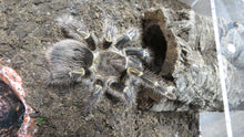Load image into Gallery viewer, Chaco Golden Knee Tarantula
