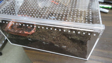 Load image into Gallery viewer, Chaco Golden Knee Tarantula
