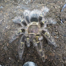 Load image into Gallery viewer, Chaco Golden Knee Tarantula
