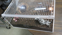 Load image into Gallery viewer, Chaco Golden Knee Tarantula
