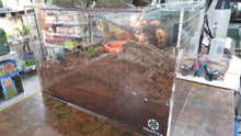 Load image into Gallery viewer, Arizona Blonde Tarantula
