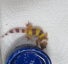 Load image into Gallery viewer, Hypo Leopard Gecko
