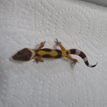 Load image into Gallery viewer, Hypo Jungle Leopard Gecko
