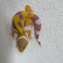 Load image into Gallery viewer, Hypo Jungle Leopard Gecko
