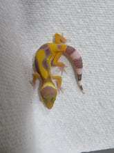 Load image into Gallery viewer, Hypo Jungle Leopard Gecko
