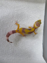 Load image into Gallery viewer, Hypo Jungle Leopard Gecko
