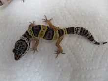 Load image into Gallery viewer, Snow Leopard gecko (20L)
