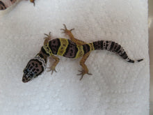 Load image into Gallery viewer, Snow Leopard gecko (20L)
