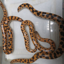 Load image into Gallery viewer, Sunburst Saharan Sand Boa Group of 4
