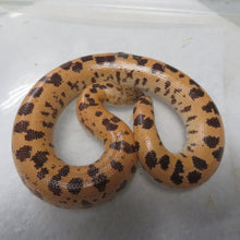 Load image into Gallery viewer, Sunburst Saharan Sand Boa Group of 4
