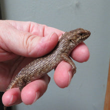 Load image into Gallery viewer, Gidgee Skink

