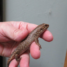 Load image into Gallery viewer, Gidgee Skink
