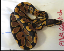 Load image into Gallery viewer, Yellow Belly Het Clown Ball Python Female
