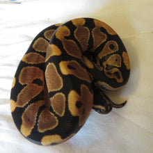 Load image into Gallery viewer, Yellow Belly Het Clown Ball Python Female
