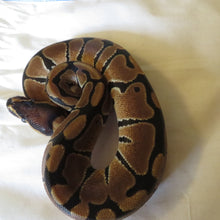 Load image into Gallery viewer, Ball Python Het Clown Male
