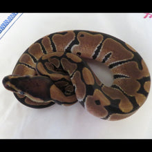 Load image into Gallery viewer, Ball Python Het Clown Male
