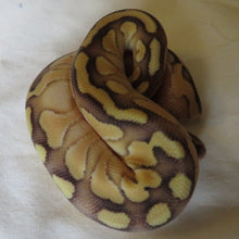 Load image into Gallery viewer, Orange Dream Super Pastel Banana Het Clown Ball Python Female
