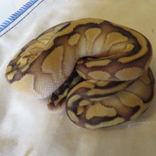 Load image into Gallery viewer, Orange Dream Super Pastel Banana Het Clown Ball Python Female
