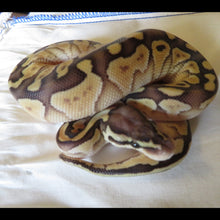Load image into Gallery viewer, Orange Dream Pastel Banana Het Clown Ball Python Female
