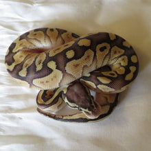 Load image into Gallery viewer, Orange Dream Pastel Banana Het Clown Ball Python Female

