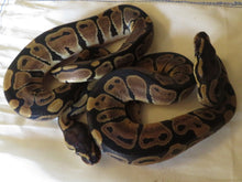 Load image into Gallery viewer, Ball Python 66% Het Clown
