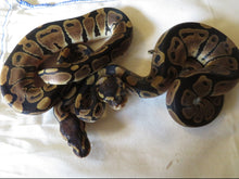 Load image into Gallery viewer, Ball Python 66% Het Clown

