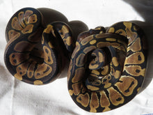 Load image into Gallery viewer, Ball Python 66% Het Clown
