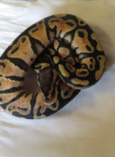 Load image into Gallery viewer, Pastel het Clown Ball Python Male
