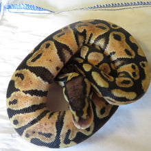 Load image into Gallery viewer, Pastel het Clown Ball Python Male
