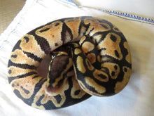 Load image into Gallery viewer, Pastel het Clown Ball Python Male
