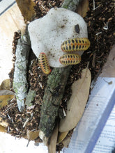 Load image into Gallery viewer, Candy Corn Pill Millipede
