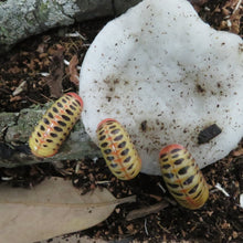 Load image into Gallery viewer, Candy Corn Pill Millipede
