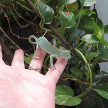 Load image into Gallery viewer, Veiled Chameleon Pied baby female
