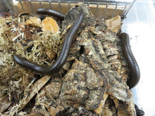 Load image into Gallery viewer, Chocolate Millipede
