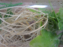 Load image into Gallery viewer, Paradise Jumping Spider
