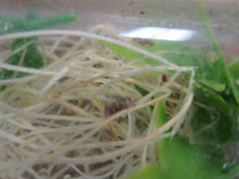 Load image into Gallery viewer, Paradise Jumping Spider
