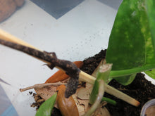 Load image into Gallery viewer, Chameleon Gecko E. vieillardi
