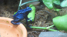 Load image into Gallery viewer, Blue Azureus Dart Frogs 2 females sold together
