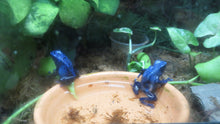 Load image into Gallery viewer, Blue Azureus Dart Frogs 2 females sold together

