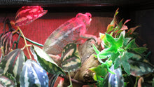 Load image into Gallery viewer, Ambilobe Panther Chameleon juvenile Male
