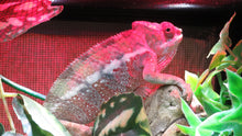 Load image into Gallery viewer, Ambilobe Panther Chameleon juvenile Male
