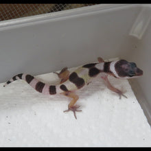 Load image into Gallery viewer, Hypo Snow Leopard Gecko
