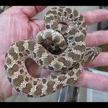 Load image into Gallery viewer, Western Hognose
